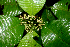  ( - BioBot01658)  @11 [ ] CreativeCommons - Attribution Non-Commercial Share-Alike (2010) Daniel H. Janzen Guanacaste Dry Forest Conservation Fund