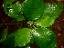  ( - BioBot01658)  @11 [ ] CreativeCommons - Attribution Non-Commercial Share-Alike (2010) Daniel H. Janzen Guanacaste Dry Forest Conservation Fund
