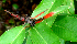 ( - BioBot01659)  @11 [ ] CreativeCommons - Attribution Non-Commercial Share-Alike (2010) Daniel H. Janzen Guanacaste Dry Forest Conservation Fund