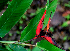  ( - BioBot01659)  @11 [ ] CreativeCommons - Attribution Non-Commercial Share-Alike (2010) Daniel H. Janzen Guanacaste Dry Forest Conservation Fund