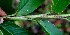  ( - BioBot01659)  @11 [ ] CreativeCommons - Attribution Non-Commercial Share-Alike (2010) Daniel H. Janzen Guanacaste Dry Forest Conservation Fund