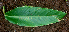  ( - BioBot01659)  @11 [ ] CreativeCommons - Attribution Non-Commercial Share-Alike (2010) Daniel H. Janzen Guanacaste Dry Forest Conservation Fund