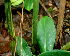  ( - BioBot01660)  @11 [ ] CreativeCommons - Attribution Non-Commercial Share-Alike (2010) Daniel H. Janzen Guanacaste Dry Forest Conservation Fund