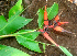  ( - BioBot01660)  @11 [ ] CreativeCommons - Attribution Non-Commercial Share-Alike (2010) Daniel H. Janzen Guanacaste Dry Forest Conservation Fund