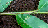  ( - BioBot01660)  @11 [ ] CreativeCommons - Attribution Non-Commercial Share-Alike (2010) Daniel H. Janzen Guanacaste Dry Forest Conservation Fund
