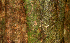  ( - BioBot01667)  @11 [ ] CreativeCommons - Attribution Non-Commercial Share-Alike (2010) Daniel H. Janzen Guanacaste Dry Forest Conservation Fund
