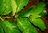  ( - BioBot01667)  @11 [ ] CreativeCommons - Attribution Non-Commercial Share-Alike (2010) Daniel H. Janzen Guanacaste Dry Forest Conservation Fund