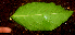  (Morinda panamensis - BioBot01667)  @11 [ ] CreativeCommons - Attribution Non-Commercial Share-Alike (2010) Daniel H. Janzen Guanacaste Dry Forest Conservation Fund