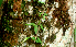  ( - BioBot01668)  @11 [ ] CreativeCommons - Attribution Non-Commercial Share-Alike (2010) Daniel H. Janzen Guanacaste Dry Forest Conservation Fund