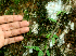  ( - BioBot01668)  @11 [ ] CreativeCommons - Attribution Non-Commercial Share-Alike (2010) Daniel H. Janzen Guanacaste Dry Forest Conservation Fund