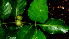  ( - BioBot01668)  @11 [ ] CreativeCommons - Attribution Non-Commercial Share-Alike (2010) Daniel H. Janzen Guanacaste Dry Forest Conservation Fund