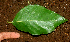  ( - BioBot01668)  @11 [ ] CreativeCommons - Attribution Non-Commercial Share-Alike (2010) Daniel H. Janzen Guanacaste Dry Forest Conservation Fund