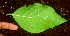  ( - BioBot01668)  @11 [ ] CreativeCommons - Attribution Non-Commercial Share-Alike (2010) Daniel H. Janzen Guanacaste Dry Forest Conservation Fund