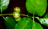  ( - BioBot01668)  @11 [ ] CreativeCommons - Attribution Non-Commercial Share-Alike (2010) Daniel H. Janzen Guanacaste Dry Forest Conservation Fund