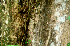  ( - BioBot01669)  @11 [ ] CreativeCommons - Attribution Non-Commercial Share-Alike (2010) Daniel H. Janzen Guanacaste Dry Forest Conservation Fund