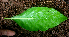  ( - BioBot01669)  @11 [ ] CreativeCommons - Attribution Non-Commercial Share-Alike (2010) Daniel H. Janzen Guanacaste Dry Forest Conservation Fund