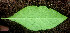  ( - BioBot01669)  @11 [ ] CreativeCommons - Attribution Non-Commercial Share-Alike (2010) Daniel H. Janzen Guanacaste Dry Forest Conservation Fund
