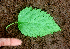  ( - BioBot01670)  @11 [ ] CreativeCommons - Attribution Non-Commercial Share-Alike (2010) Daniel H. Janzen Guanacaste Dry Forest Conservation Fund