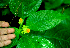  ( - BioBot01674)  @11 [ ] CreativeCommons - Attribution Non-Commercial Share-Alike (2010) Daniel H. Janzen Guanacaste Dry Forest Conservation Fund