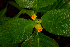 ( - BioBot01674)  @11 [ ] CreativeCommons - Attribution Non-Commercial Share-Alike (2010) Daniel H. Janzen Guanacaste Dry Forest Conservation Fund