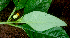  (Chrysothemis - BioBot01675)  @12 [ ] CreativeCommons - Attribution Non-Commercial Share-Alike (2010) Daniel H. Janzen Guanacaste Dry Forest Conservation Fund
