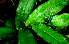  ( - BioBot01685)  @11 [ ] CreativeCommons - Attribution Non-Commercial Share-Alike (2010) Daniel H. Janzen Guanacaste Dry Forest Conservation Fund