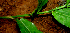  ( - BioBot01685)  @11 [ ] CreativeCommons - Attribution Non-Commercial Share-Alike (2010) Daniel H. Janzen Guanacaste Dry Forest Conservation Fund