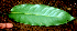  ( - BioBot01685)  @11 [ ] CreativeCommons - Attribution Non-Commercial Share-Alike (2010) Daniel H. Janzen Guanacaste Dry Forest Conservation Fund