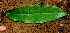  ( - BioBot01685)  @11 [ ] CreativeCommons - Attribution Non-Commercial Share-Alike (2010) Daniel H. Janzen Guanacaste Dry Forest Conservation Fund