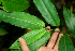  ( - BioBot01686)  @11 [ ] CreativeCommons - Attribution Non-Commercial Share-Alike (2010) Daniel H. Janzen Guanacaste Dry Forest Conservation Fund