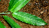  ( - BioBot01686)  @11 [ ] CreativeCommons - Attribution Non-Commercial Share-Alike (2010) Daniel H. Janzen Guanacaste Dry Forest Conservation Fund