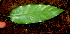  ( - BioBot01686)  @11 [ ] CreativeCommons - Attribution Non-Commercial Share-Alike (2010) Daniel H. Janzen Guanacaste Dry Forest Conservation Fund