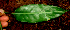  ( - BioBot01686)  @11 [ ] CreativeCommons - Attribution Non-Commercial Share-Alike (2010) Daniel H. Janzen Guanacaste Dry Forest Conservation Fund