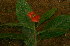  ( - BioBot01687)  @11 [ ] CreativeCommons - Attribution Non-Commercial Share-Alike (2010) Daniel H. Janzen Guanacaste Dry Forest Conservation Fund