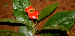  ( - BioBot01687)  @11 [ ] CreativeCommons - Attribution Non-Commercial Share-Alike (2010) Daniel H. Janzen Guanacaste Dry Forest Conservation Fund