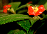  ( - BioBot01688)  @11 [ ] CreativeCommons - Attribution Non-Commercial Share-Alike (2010) Daniel H. Janzen Guanacaste Dry Forest Conservation Fund