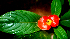  ( - BioBot01688)  @11 [ ] CreativeCommons - Attribution Non-Commercial Share-Alike (2010) Daniel H. Janzen Guanacaste Dry Forest Conservation Fund