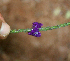  ( - BioBot01693)  @11 [ ] CreativeCommons - Attribution Non-Commercial Share-Alike (2010) Daniel H. Janzen Guanacaste Dry Forest Conservation Fund