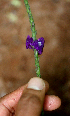  ( - BioBot01693)  @11 [ ] CreativeCommons - Attribution Non-Commercial Share-Alike (2010) Daniel H. Janzen Guanacaste Dry Forest Conservation Fund