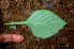  ( - BioBot01693)  @11 [ ] CreativeCommons - Attribution Non-Commercial Share-Alike (2010) Daniel H. Janzen Guanacaste Dry Forest Conservation Fund