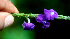  ( - BioBot01695)  @11 [ ] CreativeCommons - Attribution Non-Commercial Share-Alike (2010) Daniel H. Janzen Guanacaste Dry Forest Conservation Fund