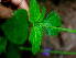  ( - BioBot01695)  @11 [ ] CreativeCommons - Attribution Non-Commercial Share-Alike (2010) Daniel H. Janzen Guanacaste Dry Forest Conservation Fund
