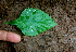  ( - BioBot01695)  @11 [ ] CreativeCommons - Attribution Non-Commercial Share-Alike (2010) Daniel H. Janzen Guanacaste Dry Forest Conservation Fund