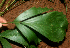  ( - BioBot01702)  @11 [ ] CreativeCommons - Attribution Non-Commercial Share-Alike (2010) Daniel H. Janzen Guanacaste Dry Forest Conservation Fund