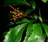  ( - BioBot01703)  @11 [ ] CreativeCommons - Attribution Non-Commercial Share-Alike (2010) Daniel H. Janzen Guanacaste Dry Forest Conservation Fund