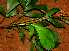  ( - BioBot01704)  @11 [ ] CreativeCommons - Attribution Non-Commercial Share-Alike (2010) Daniel H. Janzen Guanacaste Dry Forest Conservation Fund