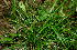  (Scleria lithosperma - BioBot01710)  @11 [ ] CreativeCommons - Attribution Non-Commercial Share-Alike (2010) Daniel H. Janzen Guanacaste Dry Forest Conservation Fund