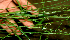  ( - BioBot01710)  @11 [ ] CreativeCommons - Attribution Non-Commercial Share-Alike (2010) Daniel H. Janzen Guanacaste Dry Forest Conservation Fund