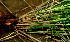  ( - BioBot01710)  @11 [ ] CreativeCommons - Attribution Non-Commercial Share-Alike (2010) Daniel H. Janzen Guanacaste Dry Forest Conservation Fund