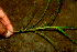  ( - BioBot01710)  @11 [ ] CreativeCommons - Attribution Non-Commercial Share-Alike (2010) Daniel H. Janzen Guanacaste Dry Forest Conservation Fund